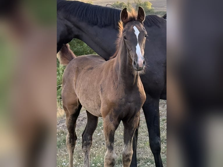 Deens warmbloed Hengst Veulen (05/2025) 172 cm Donkere-vos in Hadsten