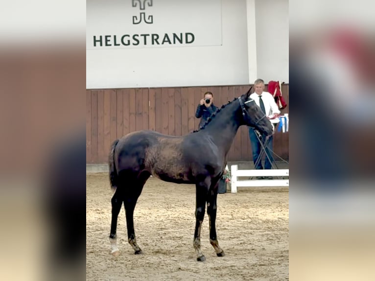 Deens warmbloed Hengst Veulen (04/2025) 172 cm Zwart in Randers C