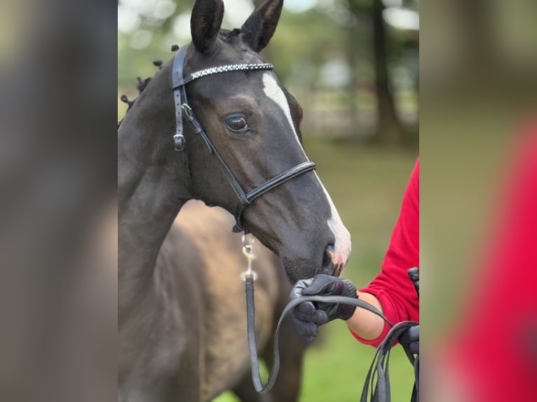 Deens warmbloed Hengst Veulen (04/2025) 172 cm Zwart in Randers C