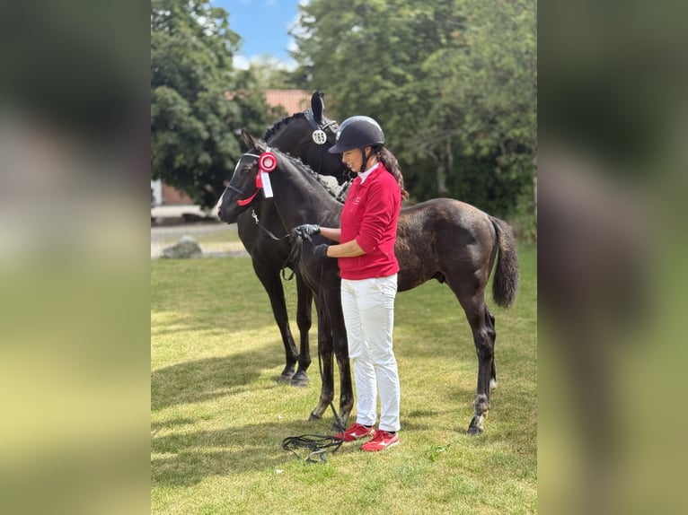 Deens warmbloed Hengst Veulen (04/2025) 172 cm Zwart in Randers C