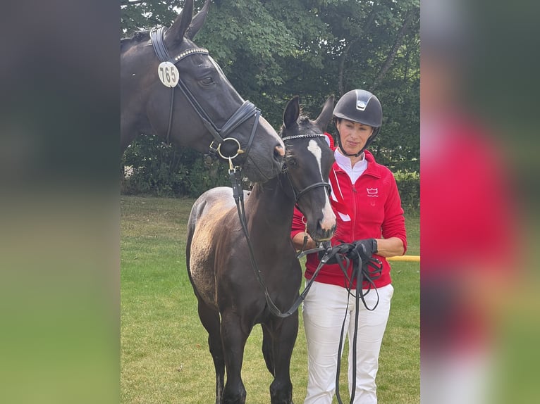 Deens warmbloed Hengst Veulen (04/2025) 172 cm Zwart in Randers C
