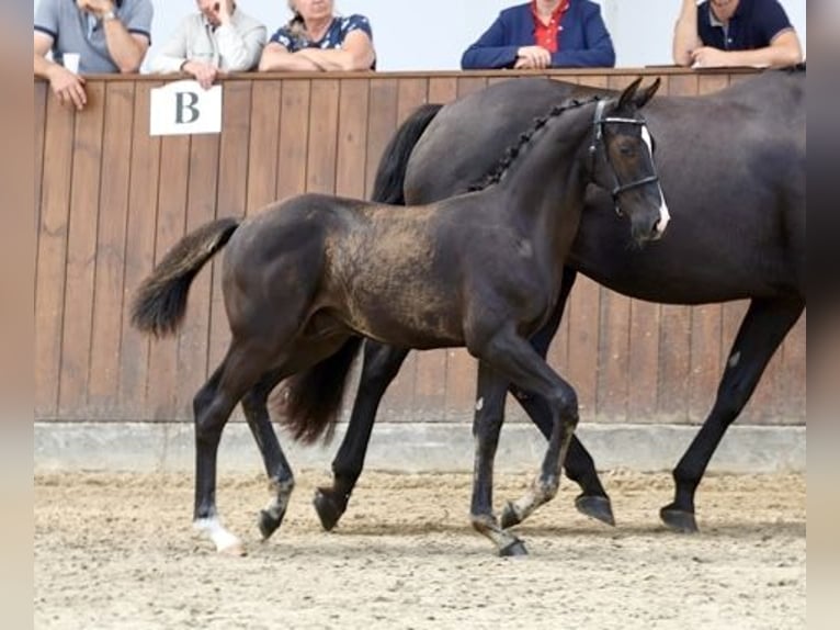 Deens warmbloed Hengst Veulen (04/2025) 172 cm Zwart in Randers C