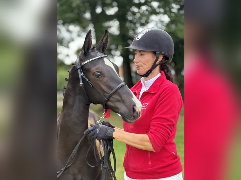 Deens warmbloed Hengst Veulen (04/2025) 172 cm Zwart in Randers C