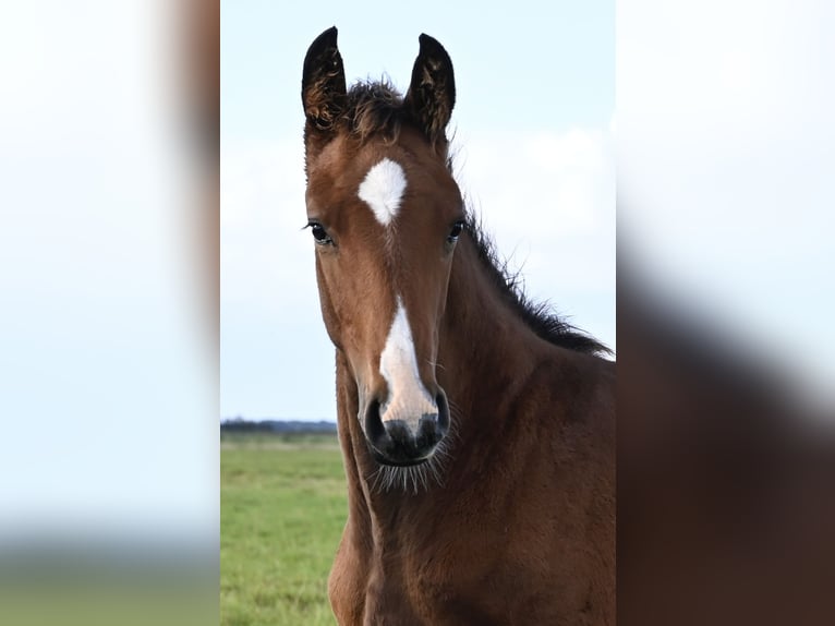 Deens warmbloed Hengst Veulen (06/2025) Bruin in Bredebro
