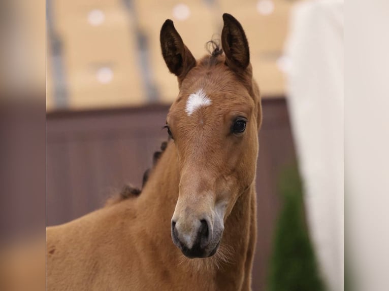 Deens warmbloed Hengst Veulen (05/2026) Bruin in Bredebro