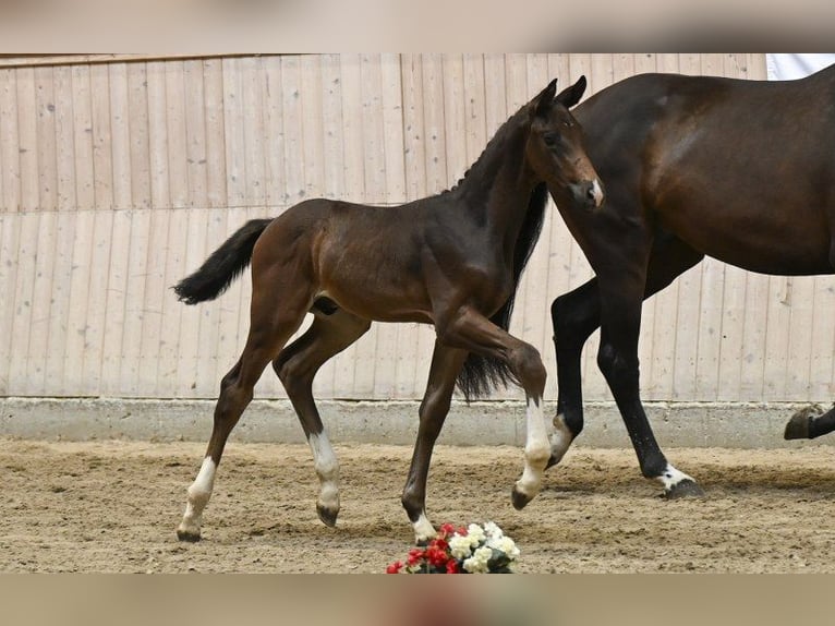 Deens warmbloed Hengst Veulen (06/2025) in Glamsbjerg