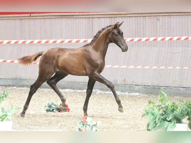 Deens warmbloed Hengst Veulen (04/2025) in Glamsbjerg