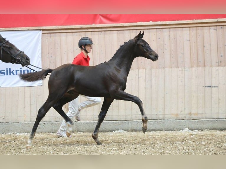 Deens warmbloed Hengst Veulen (05/2025) in Glamsbjerg