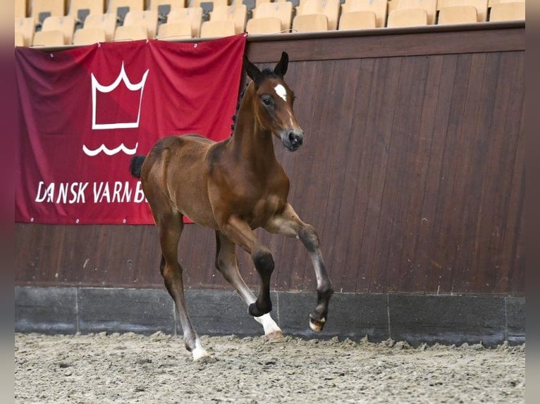 Deens warmbloed Hengst Veulen (06/2025) in Glamsbjerg