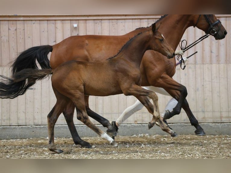 Deens warmbloed Hengst Veulen (05/2025) in Glamsbjerg