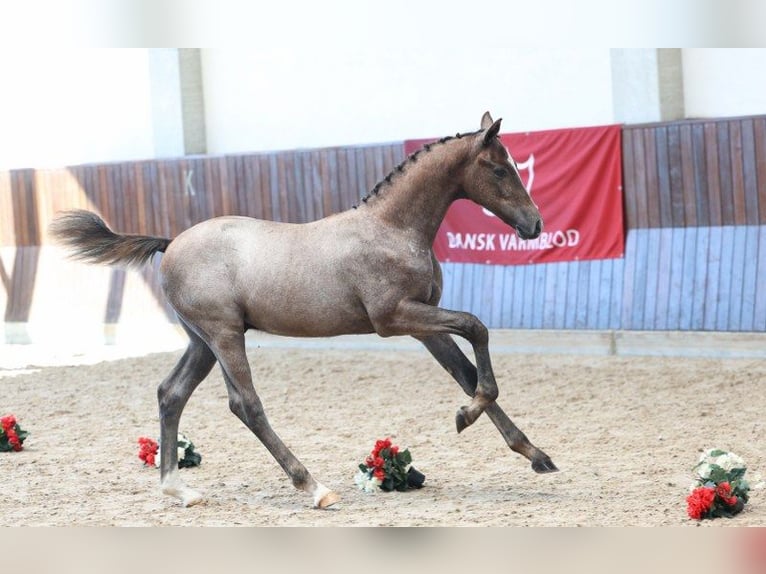 Deens warmbloed Hengst Veulen (04/2025) in Glamsbjerg
