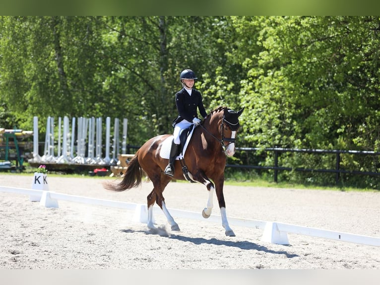 Deens warmbloed Merrie 10 Jaar 168 cm Donkere-vos in copenhagen