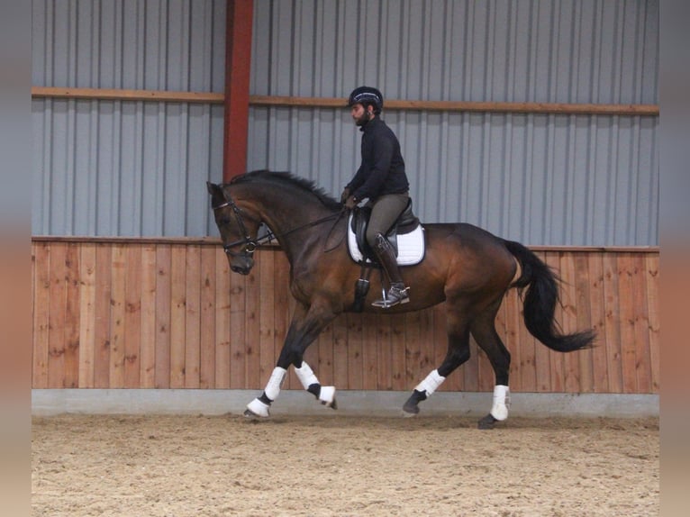 Deens warmbloed Merrie 10 Jaar 172 cm Bruin in Hobro