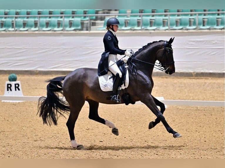 Deens warmbloed Merrie 10 Jaar 177 cm Donkerbruin in Pleinfeld