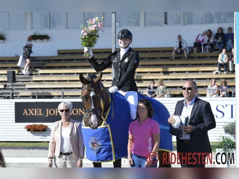 Deens warmbloed Merrie 12 Jaar 167 cm Donkerbruin in Randers C