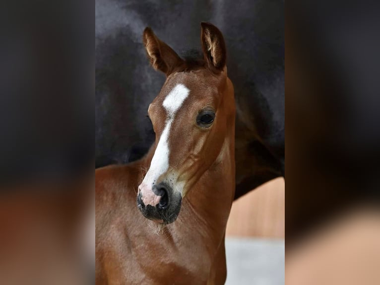 Deens warmbloed Merrie 12 Jaar 167 cm Donkerbruin in Randers C