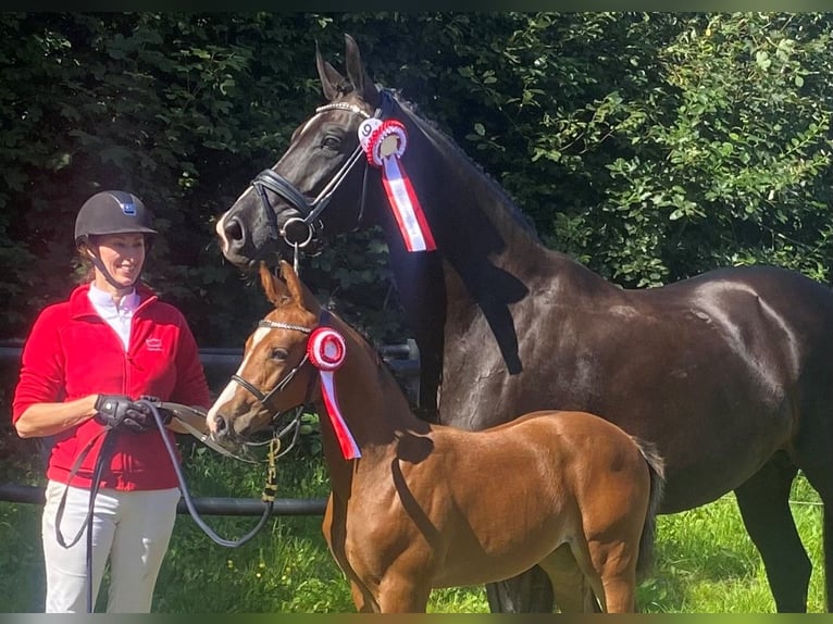 Deens warmbloed Merrie 12 Jaar 167 cm Donkerbruin in Randers C