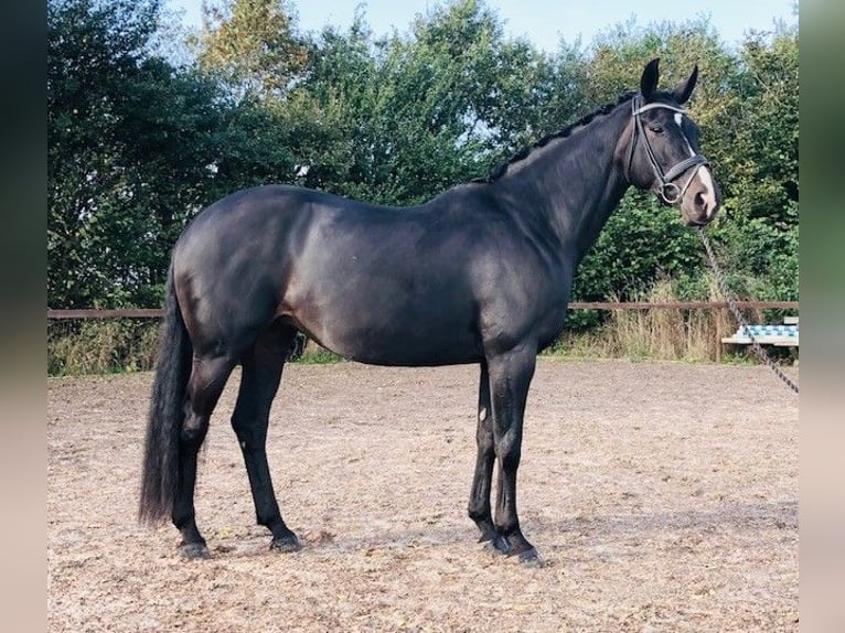 Deens warmbloed Merrie 12 Jaar 167 cm Donkerbruin in Randers C