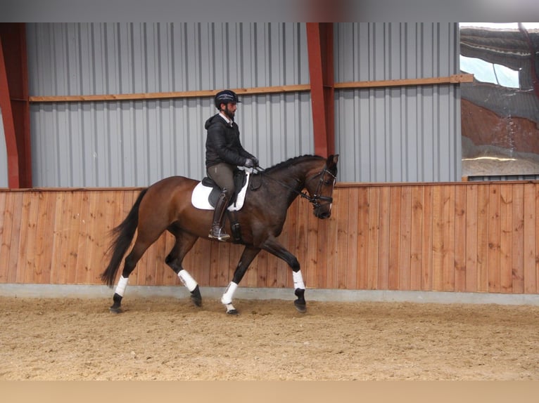 Deens warmbloed Merrie 12 Jaar 168 cm Bruin in Hobro