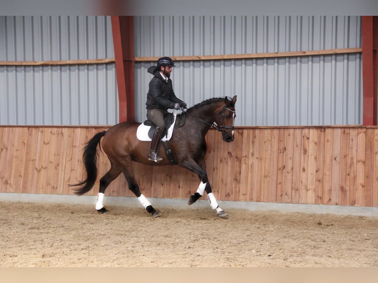 Deens warmbloed Merrie 12 Jaar 168 cm Bruin in Hobro