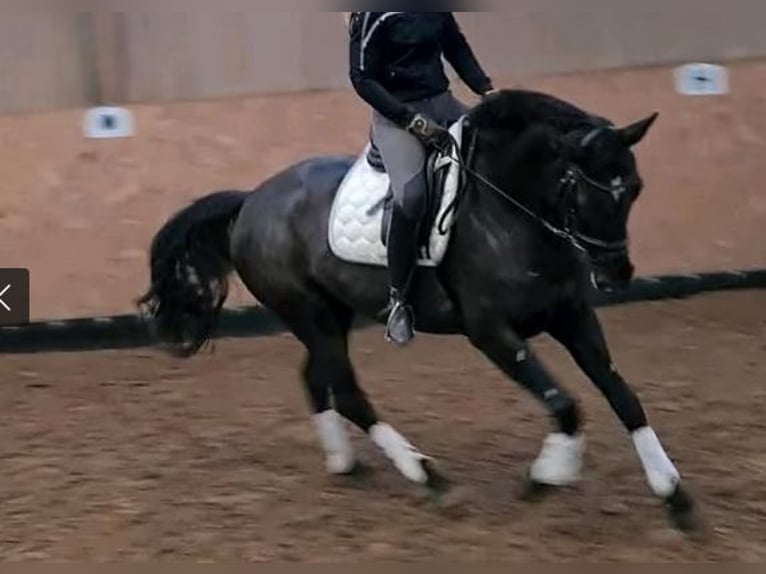 Deens warmbloed Merrie 12 Jaar 168 cm Donkerbruin in Mettmann