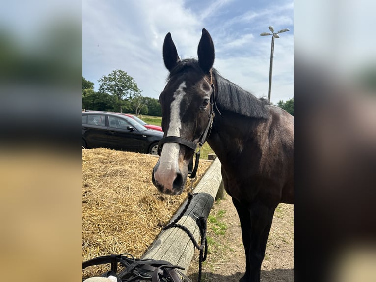 Deens warmbloed Merrie 13 Jaar 168 cm Donkerbruin in Helsingborg