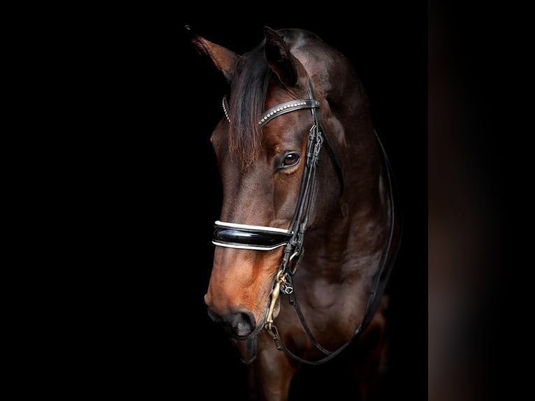 Deens warmbloed Merrie 13 Jaar 170 cm in Vaasa