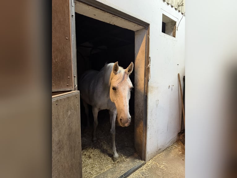 Deens warmbloed Mix Merrie 15 Jaar 164 cm Appelschimmel in Mannheim