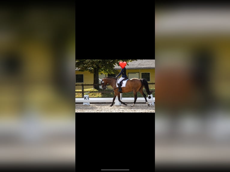 Deens warmbloed Merrie 15 Jaar 164 cm Bruin in Baden-Baden