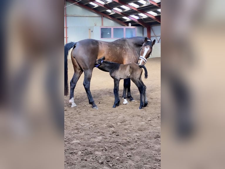 Deens warmbloed Merrie 15 Jaar 168 cm Bruin in Dallgow-Döberitz