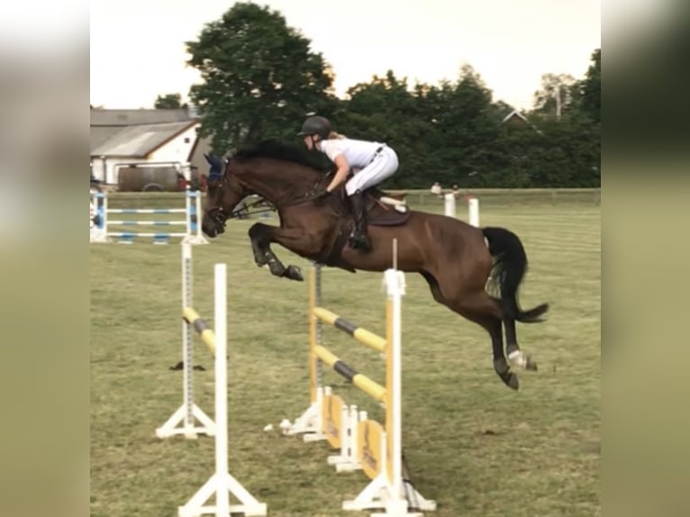 Deens warmbloed Merrie 15 Jaar 168 cm Bruin in Dallgow-Döberitz