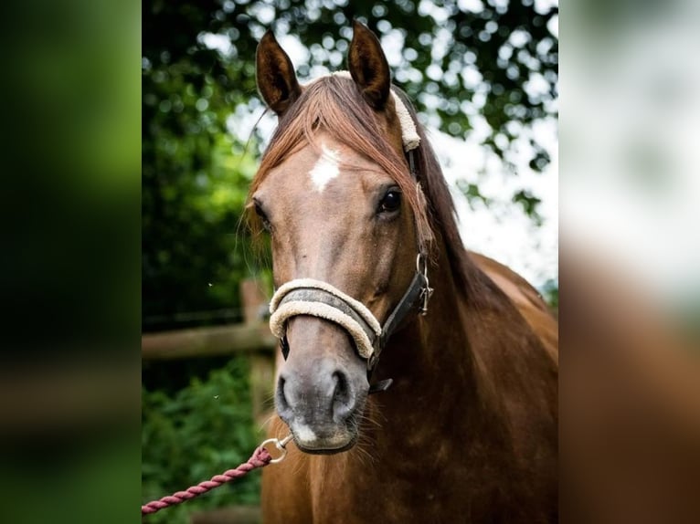 Deens warmbloed Merrie 15 Jaar Donkere-vos in Vesthimmerland, Aalborg