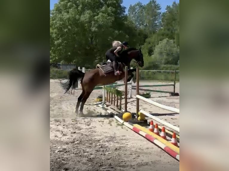 Deens warmbloed Merrie 16 Jaar 164 cm Bruin in Baden-Baden