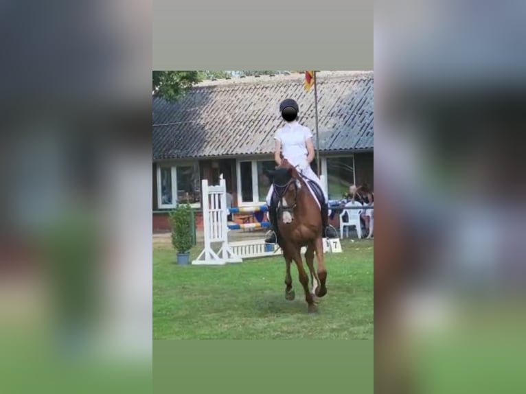 Deens warmbloed Merrie 17 Jaar 165 cm Vos in Hoogstede