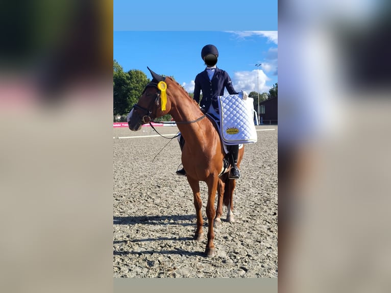 Deens warmbloed Merrie 17 Jaar 165 cm Vos in Hoogstede