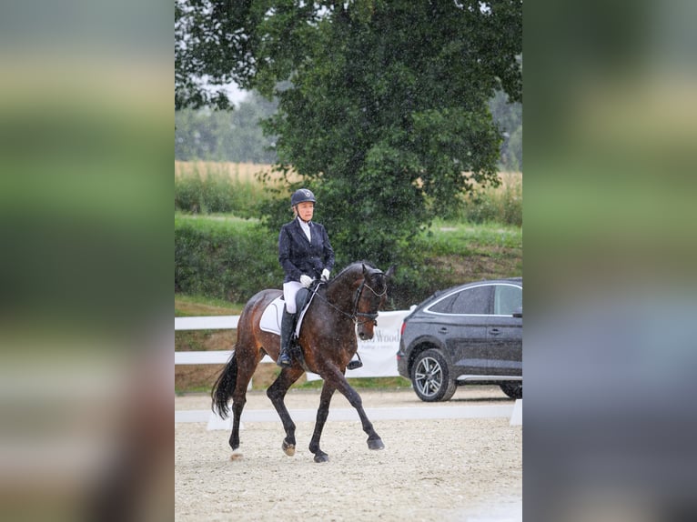 Deens warmbloed Merrie 17 Jaar 172 cm Donkerbruin in Kamieniec Wrocławski