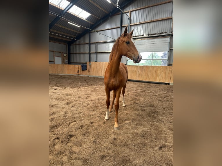 Deens warmbloed Merrie 1 Jaar 168 cm Red Dun in Br&#xE6;dstrup