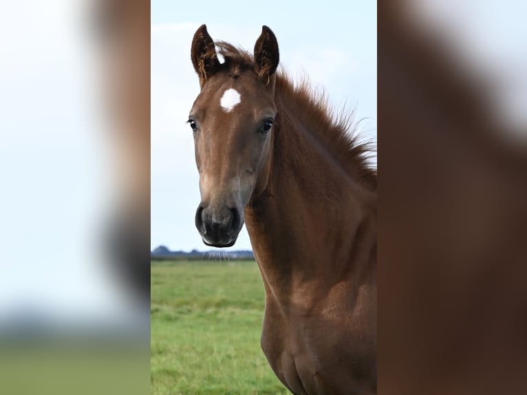 Deens warmbloed Merrie 1 Jaar Donkere-vos in Bredebro