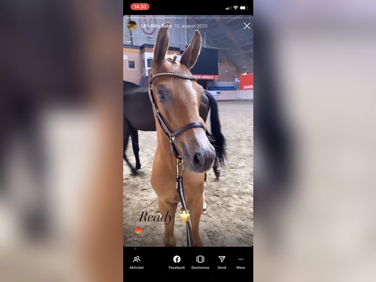 Deens warmbloed Merrie 2 Jaar 159 cm Donkere-vos in Fredericia