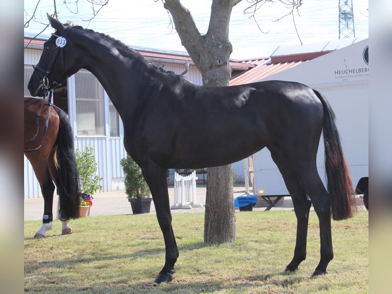 Deens warmbloed Merrie 2 Jaar 167 cm Zwart in Aabenraa