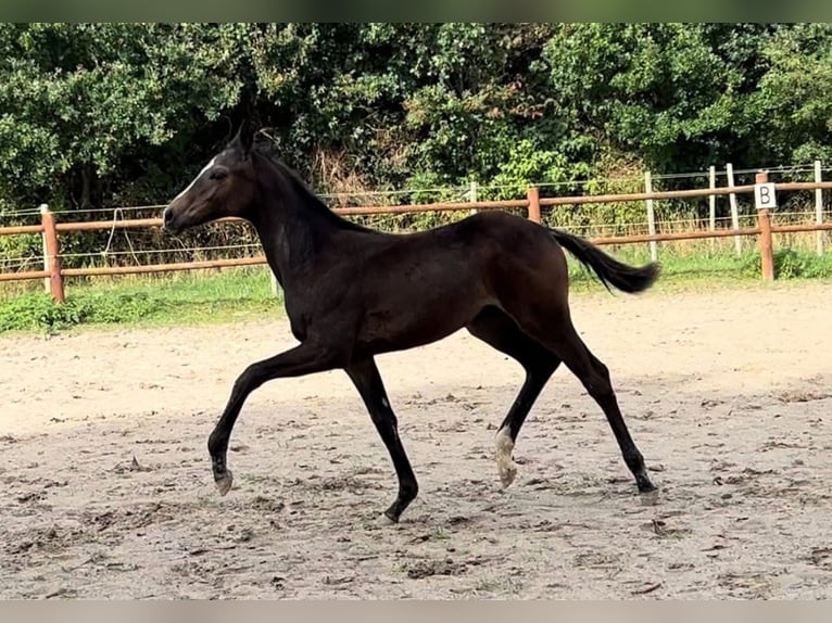 Deens warmbloed Merrie 2 Jaar 170 cm Bruin in Haslev