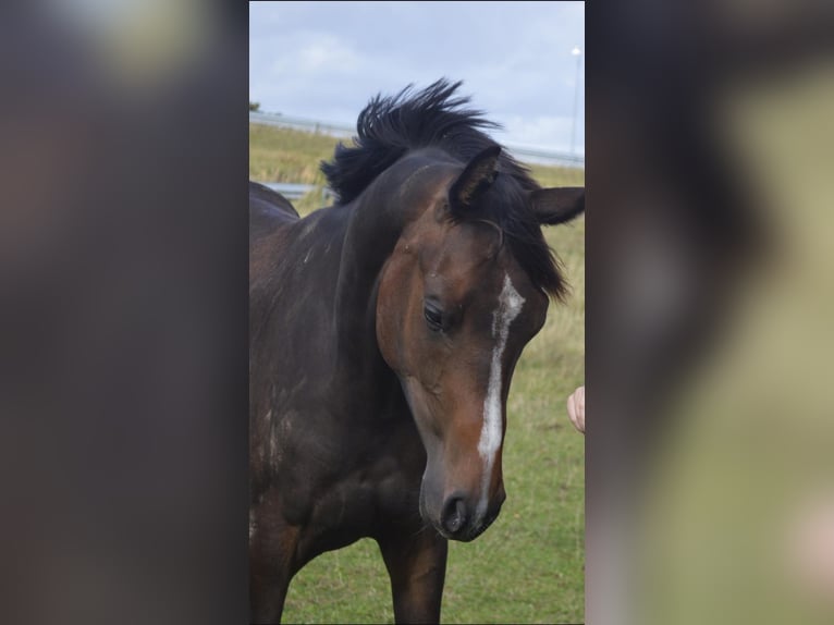 Deens warmbloed Merrie 2 Jaar 170 cm Bruin in Haslev
