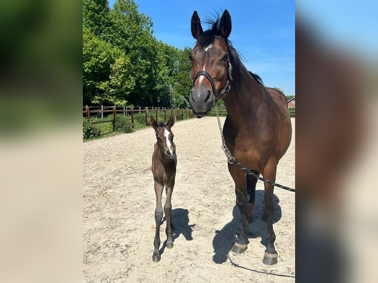 Deens warmbloed Merrie 2 Jaar 170 cm Bruin in Haslev