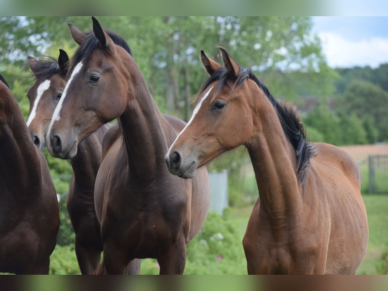 Deens warmbloed Merrie 2 Jaar 170 cm Lichtbruin in Rødkærsbro