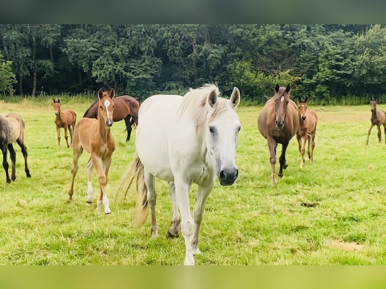 Deens warmbloed Merrie 2 Jaar Donkere-vos in Bredebro