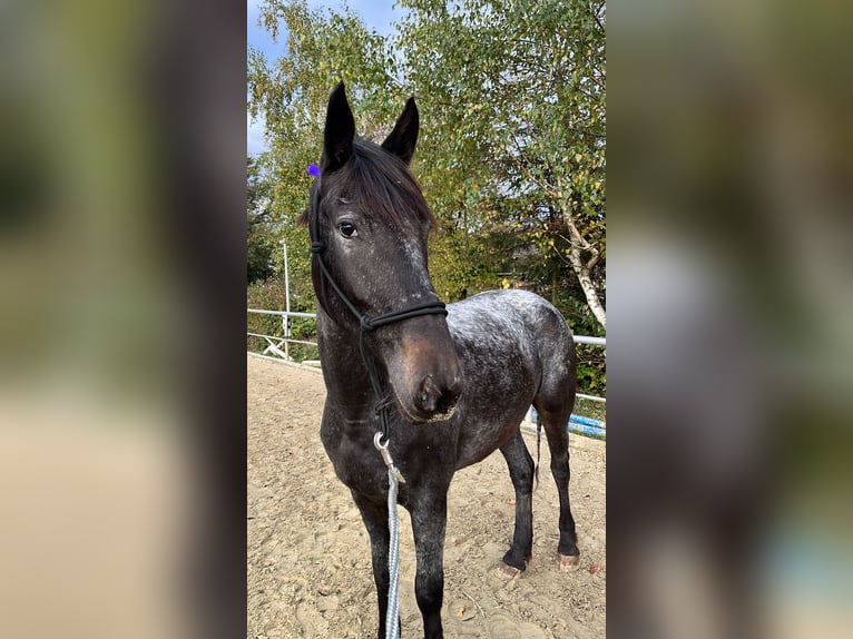 Deens warmbloed Mix Merrie 3 Jaar 155 cm Schimmel in Essen