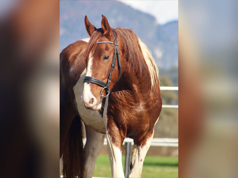 Deens warmbloed Merrie 3 Jaar 163 cm Gevlekt-paard in Kirchbichl Deens warmbloed Merrie 3 Jaar 163 cm Gevlekt-paard in Kirchbichl