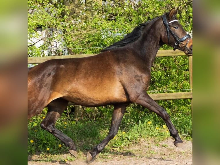 Deens warmbloed Merrie 3 Jaar 165 cm Bruin in Aalborg
