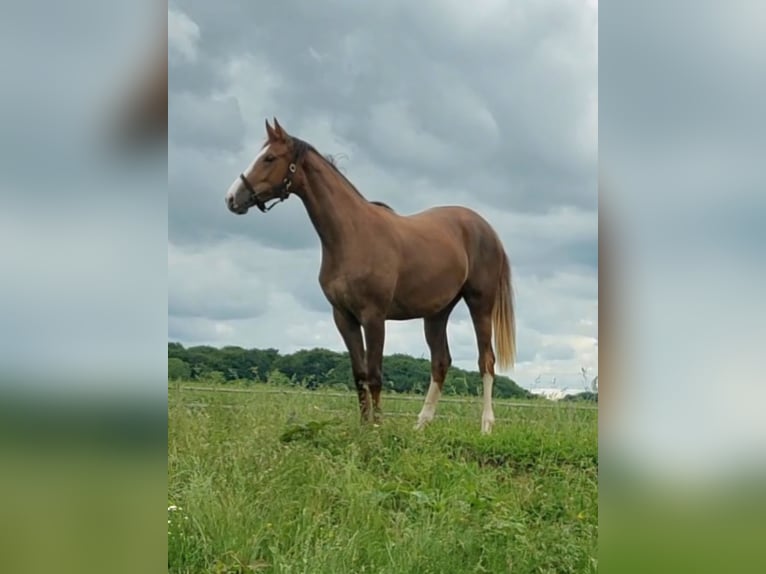 Deens warmbloed Merrie 3 Jaar 172 cm in Horsens