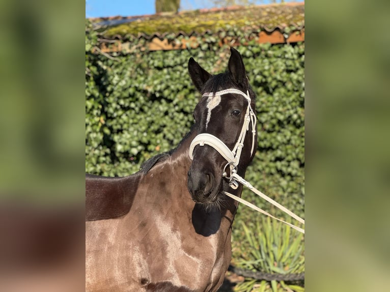 Deens warmbloed Merrie 4 Jaar 152 cm Zwart in Essen (Oldenburg)